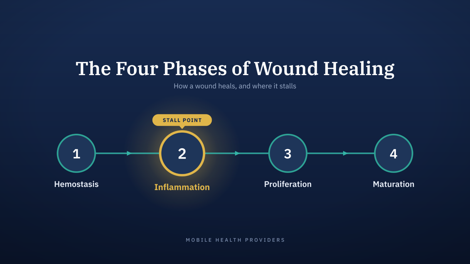 Diagram of the four phases of wound healing